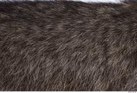 raccoon fur 0014